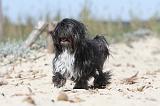 PETIT CHIEN LION 057
